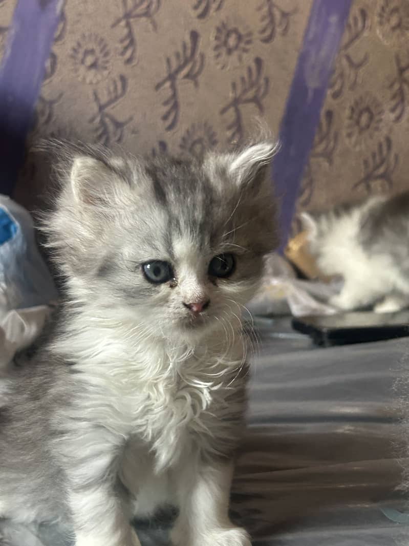 Persian kittens 6