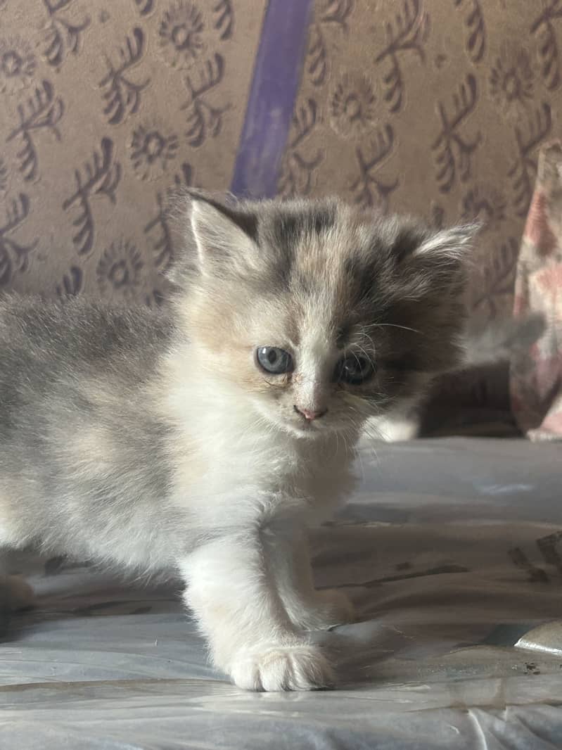 Persian kittens 7