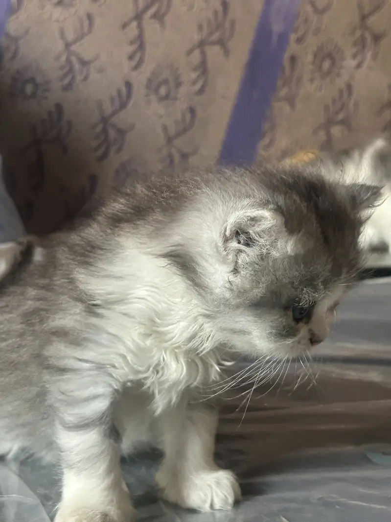 Persian kittens — photo 9