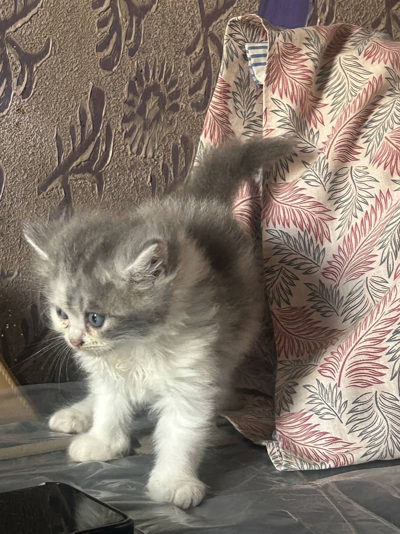 Persian kittens 9