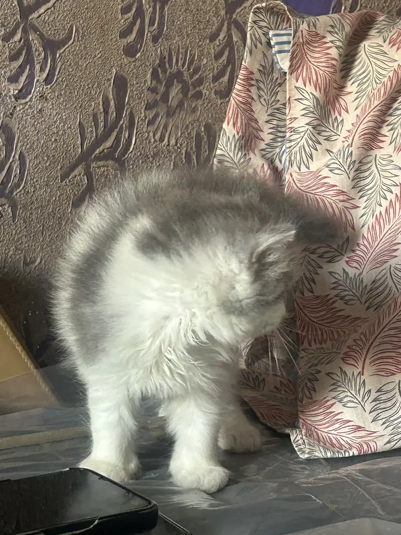 Persian kittens — photo 11