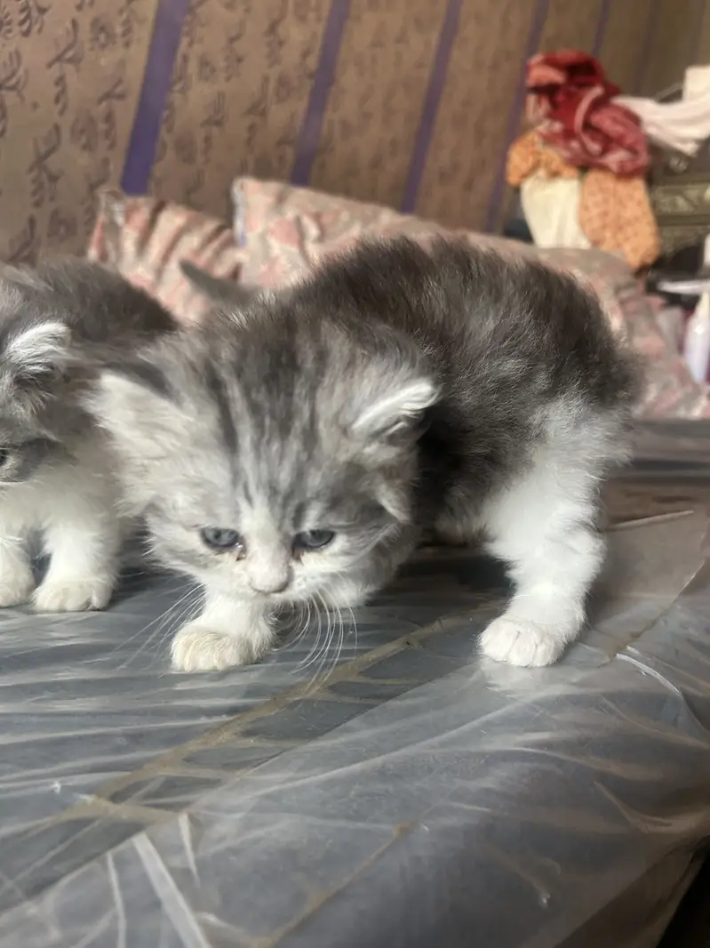 Persian kittens — photo 12