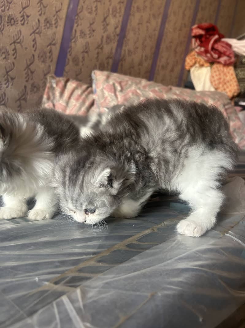 Persian kittens 12