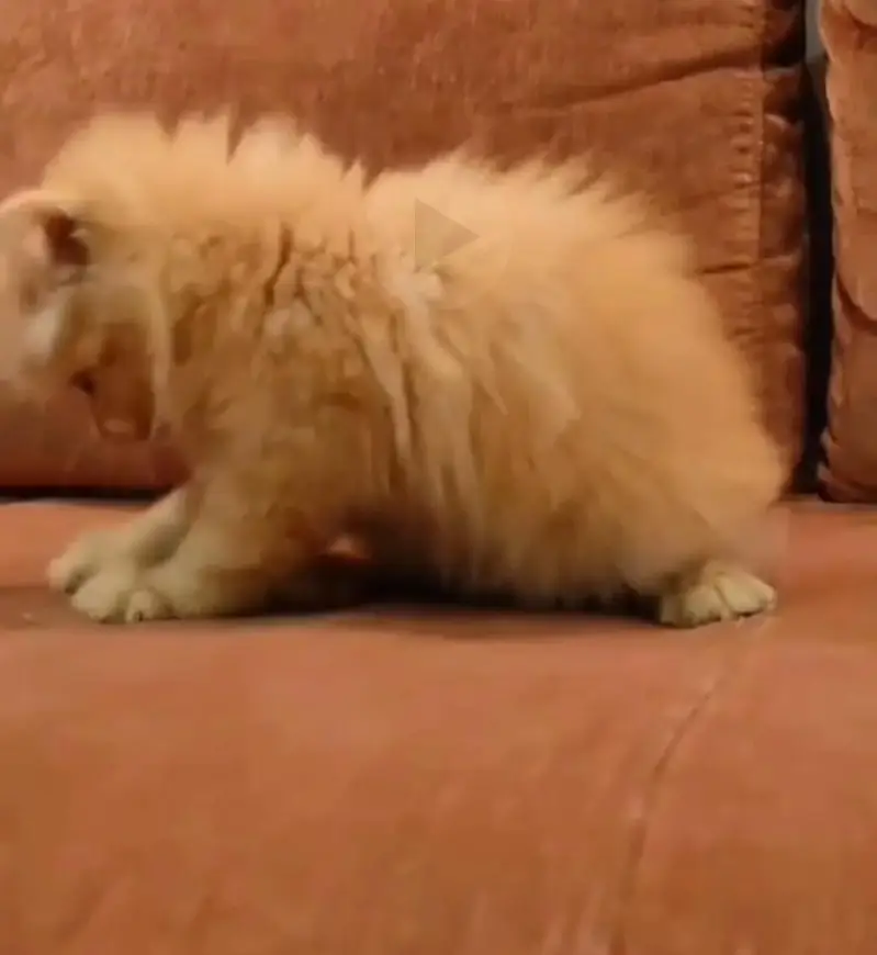 Persian kittens | triple coat | fluffy |0320//56065//57 — photo 3