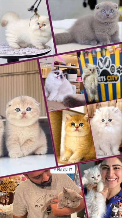 Persian British shorthair ragdoll munchkin maincoon cats kittens