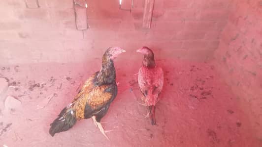 lakha aseel pair female eggs dy rhi h