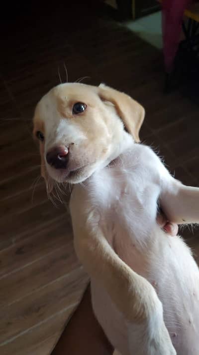 3 Labrador Puppies