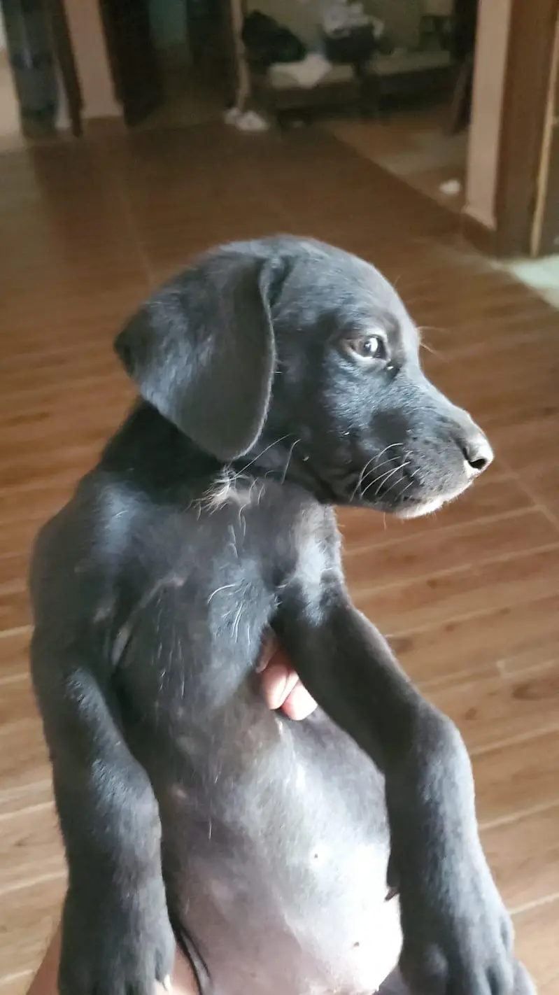 3 Labrador Puppies — photo 2