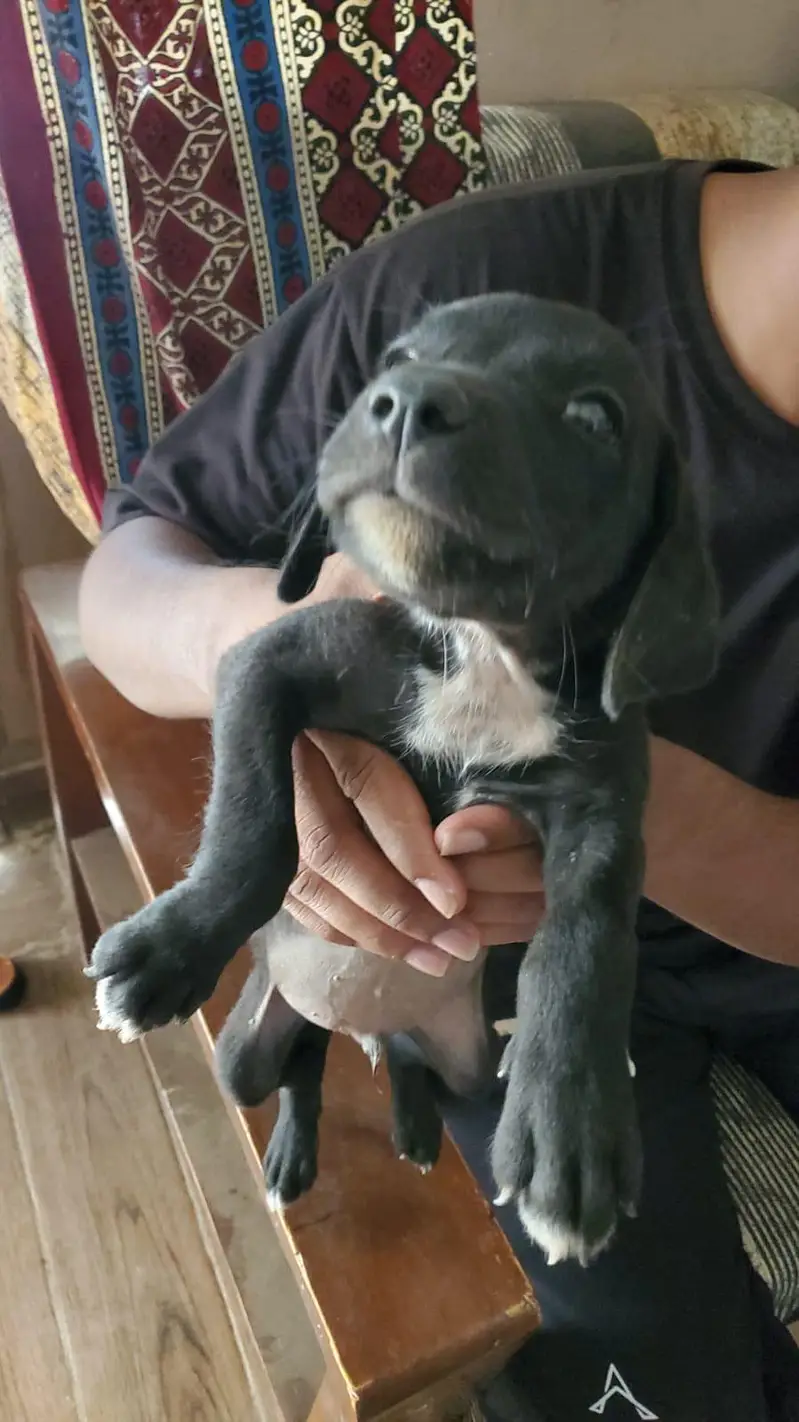 3 Labrador Puppies — photo 3