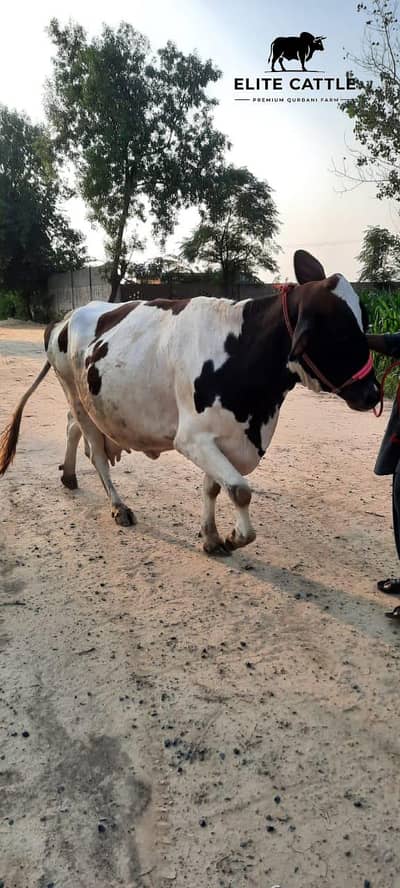 Holiestin Friesian 8 month Gabban