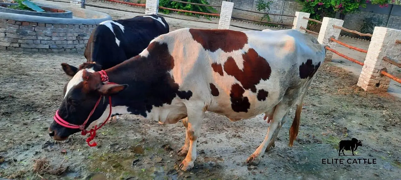 Holiestin Friesian 8 month Gabban — photo 3