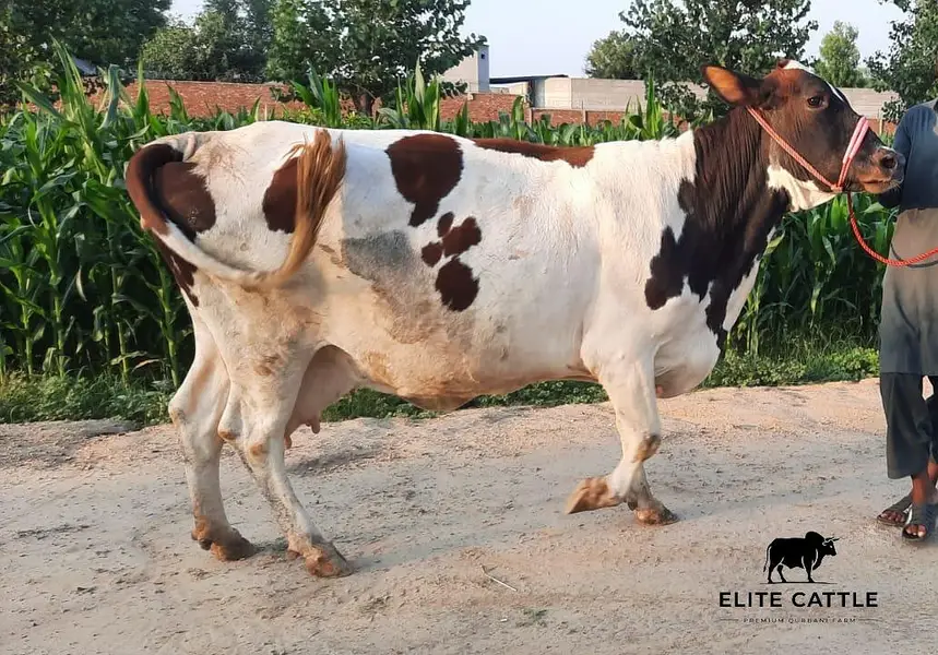 Holiestin Friesian 8 month Gabban — photo 4