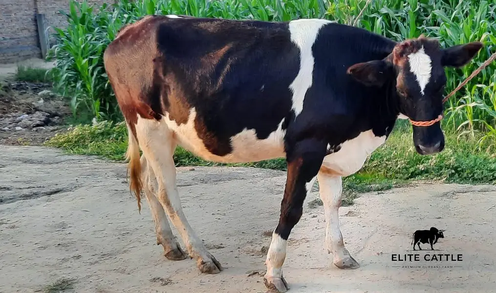 Holiestin Friesian 8 month Gabban — photo 7