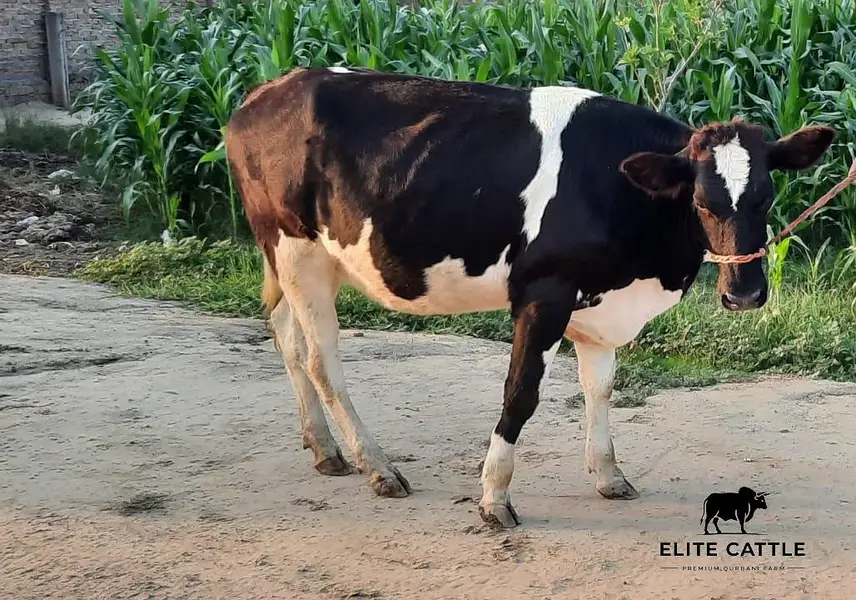 Holiestin Friesian 8 month Gabban — photo 8