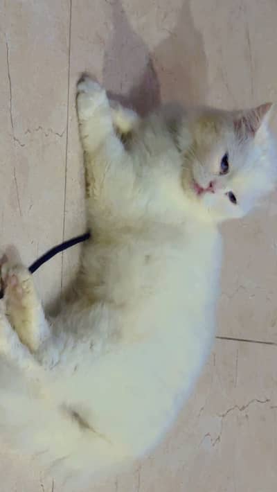Persian breeder cat