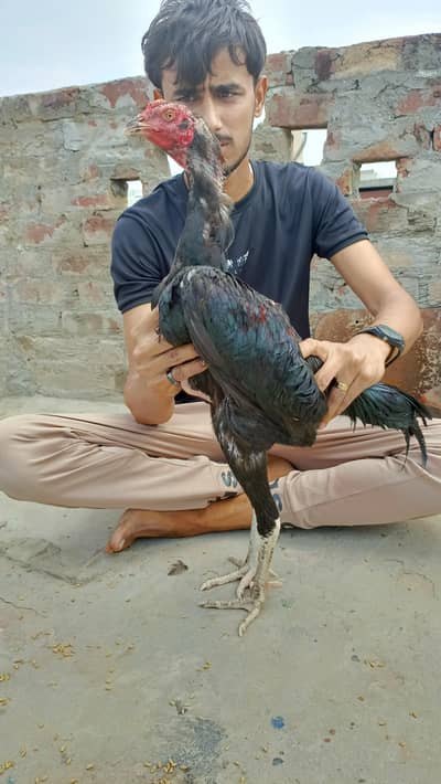 imported male and chicks for sale