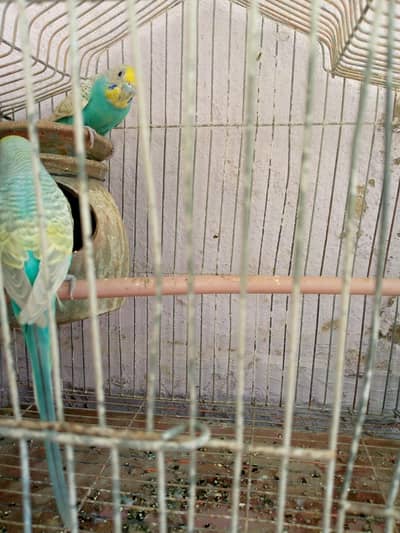 Australian pair Available For sell