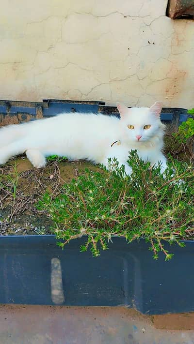 Pure White Persian Cat - Golden Eyes - Long Hair - Healthy & Active