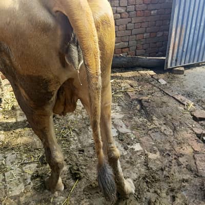 jarsi cow