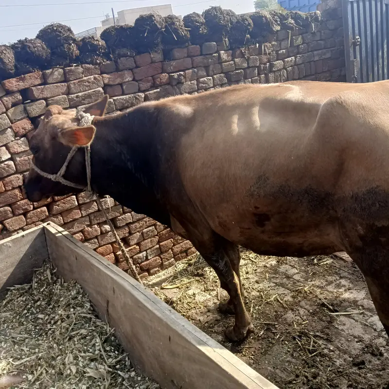 jarsi cow — photo 2