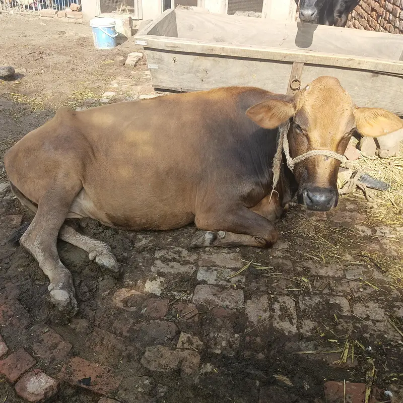 jarsi cow — photo 3