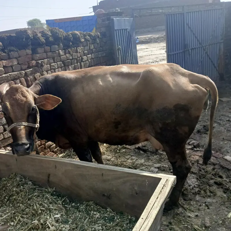 jarsi cow — photo 4