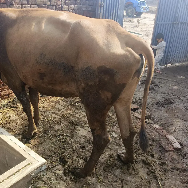 jarsi cow — photo 5