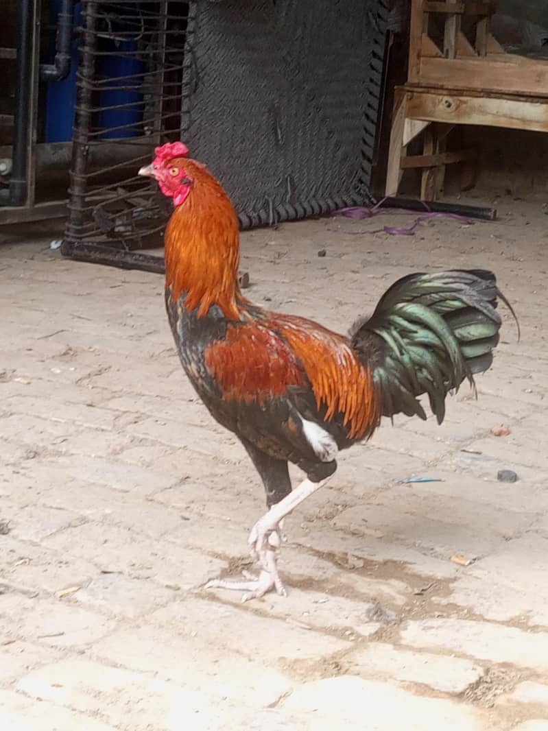 breeder desi murga 1