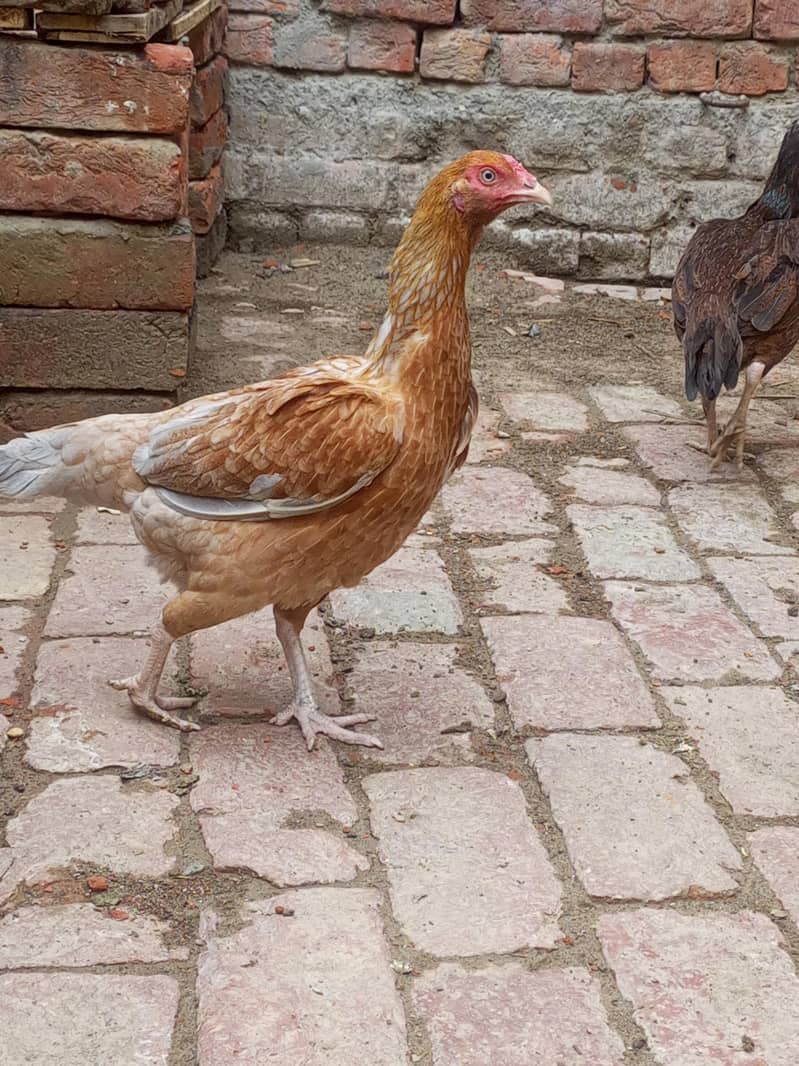 breeder desi murga 2