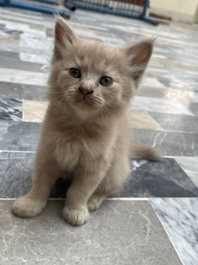 Beautiful Cats for Sale - Healthy Active & Playfulness