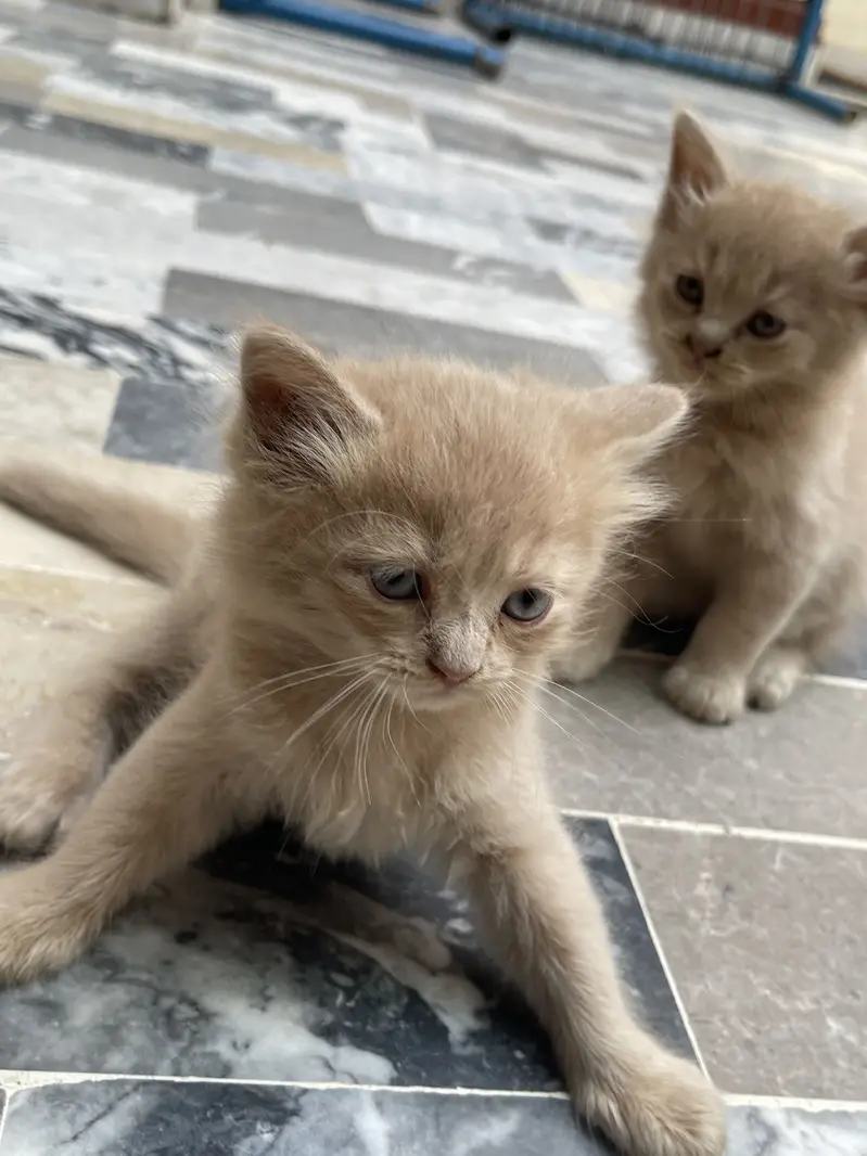 Beautiful Cats for Sale - Healthy Active & Playfulness — photo 2