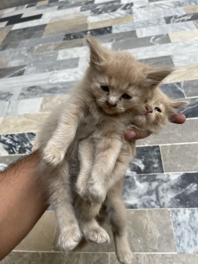 Beautiful Cats for Sale - Healthy Active & Playfulness — photo 3