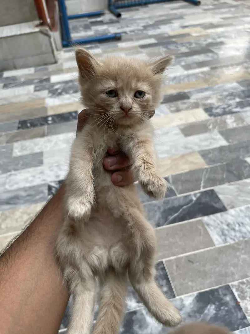 Beautiful Cats for Sale - Healthy Active & Playfulness — photo 4