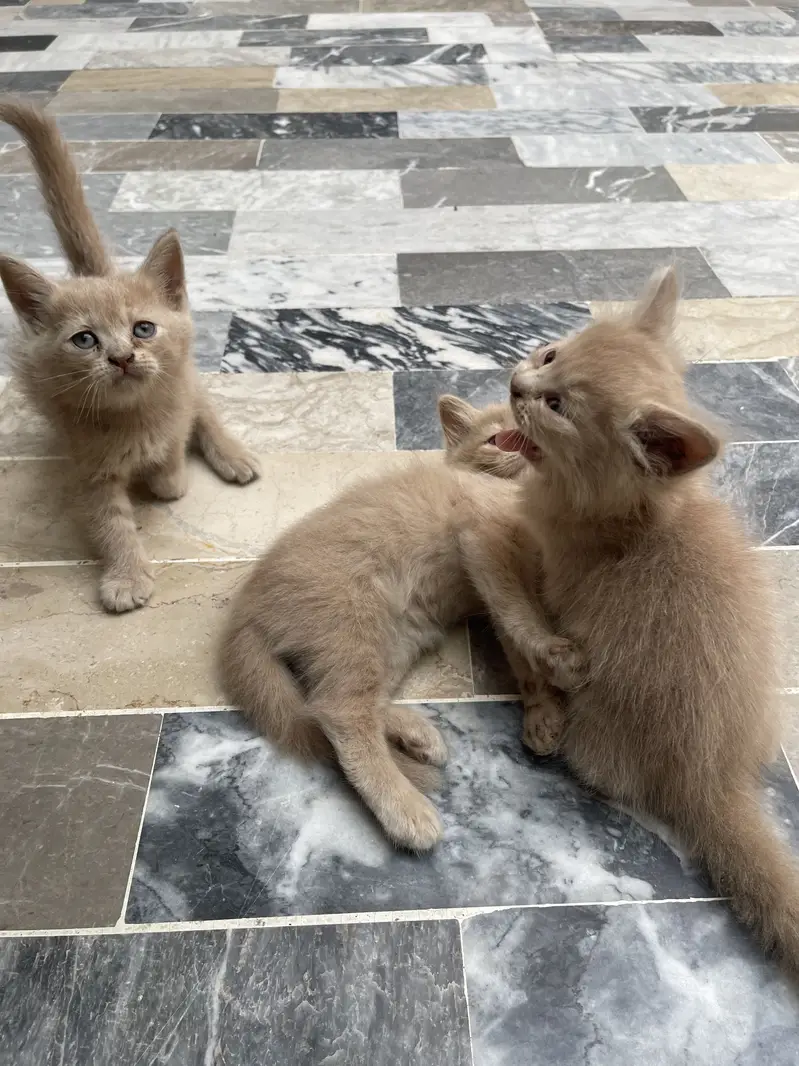 Beautiful Cats for Sale - Healthy Active & Playfulness — photo 5