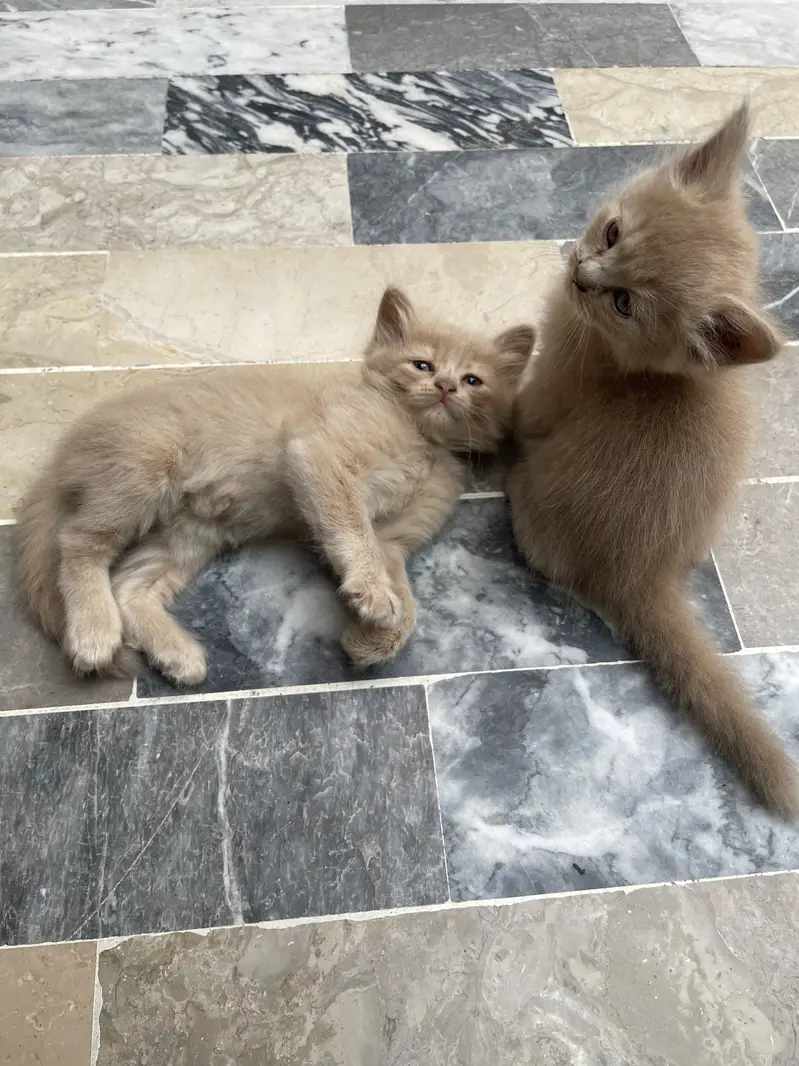 Beautiful Cats for Sale - Healthy Active & Playfulness — photo 6