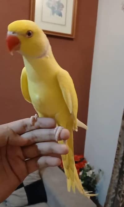 Yellow ringnech tamed/03156376925
