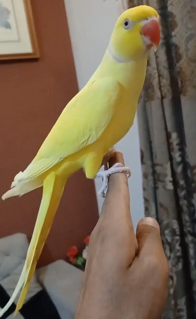 Yellow ringnech tamed/03156376925 — photo 2