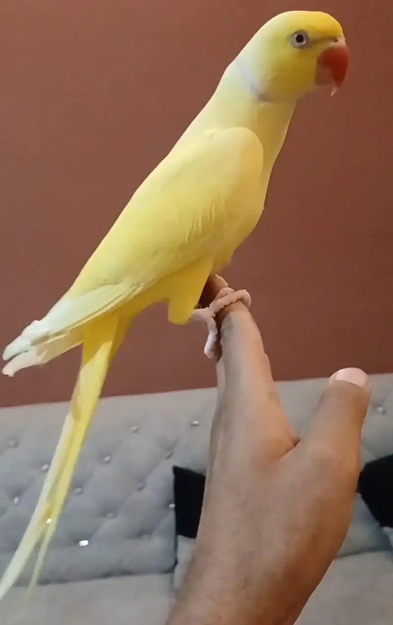Yellow ringnech tamed/03156376925 — photo 3