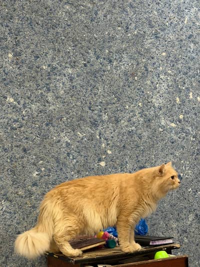Beautiful Ginger color Persian