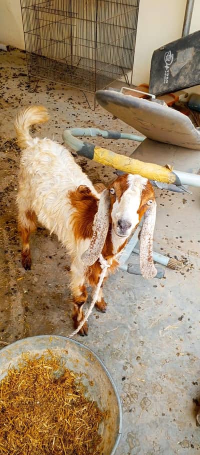 Desi bakra