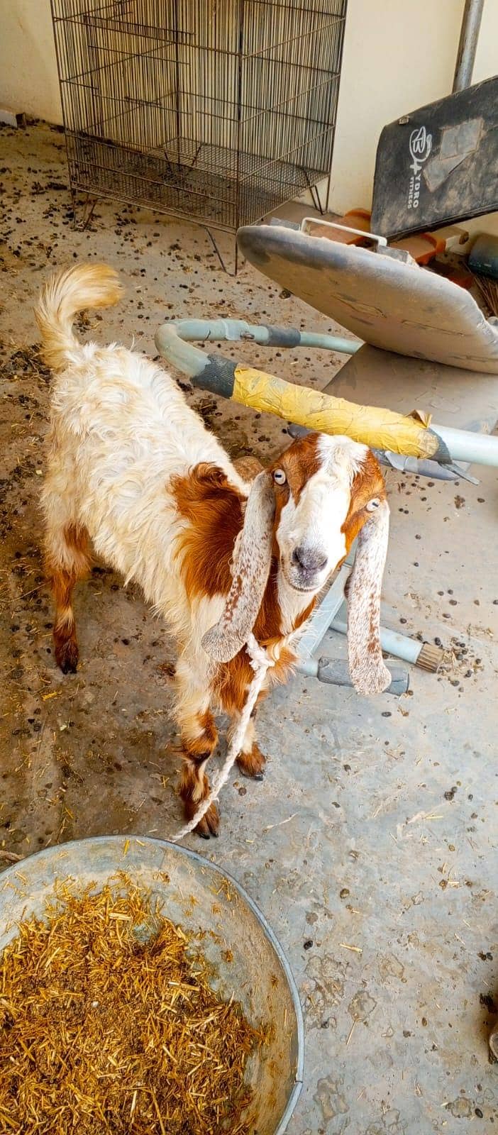 Desi bakra 0