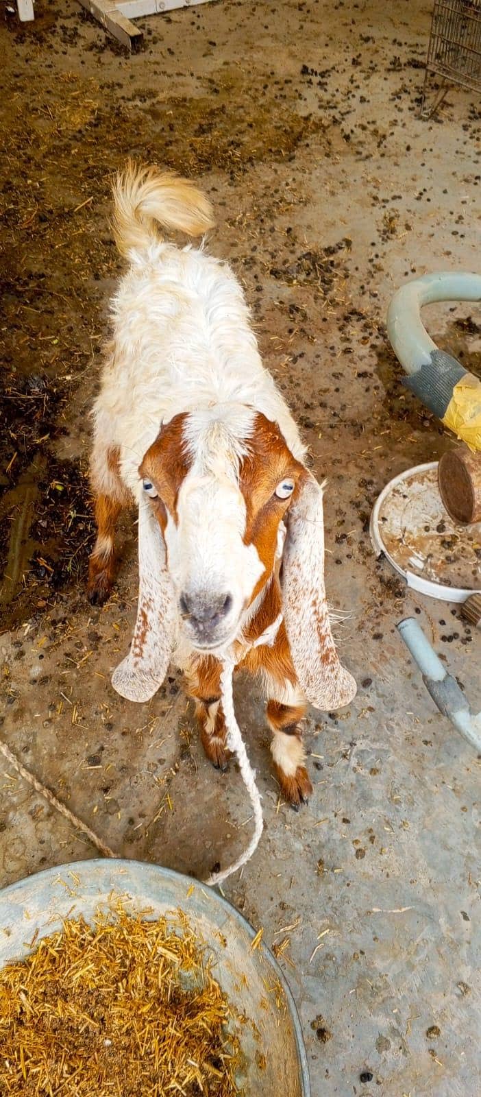 Desi bakra 2