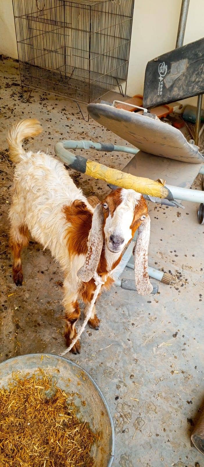 Desi bakra 3