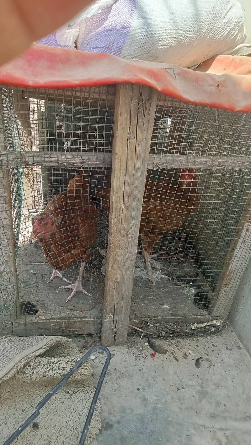 cages 1