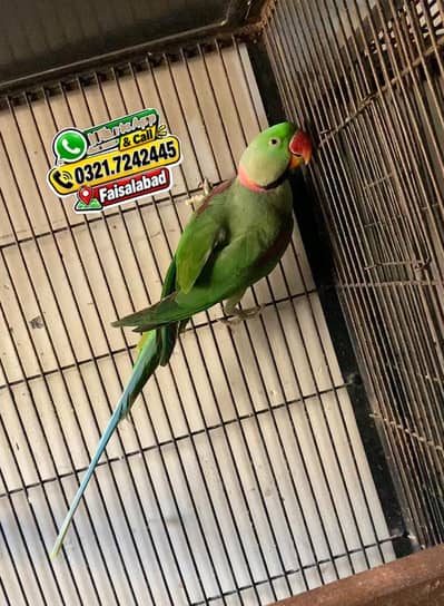 Wild Raw Breeder Male/ Cargo not available/Shukria