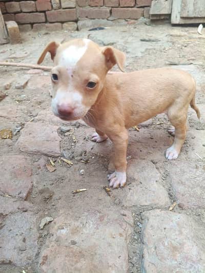 PURE GULTEAR FEMALE FOR SELL