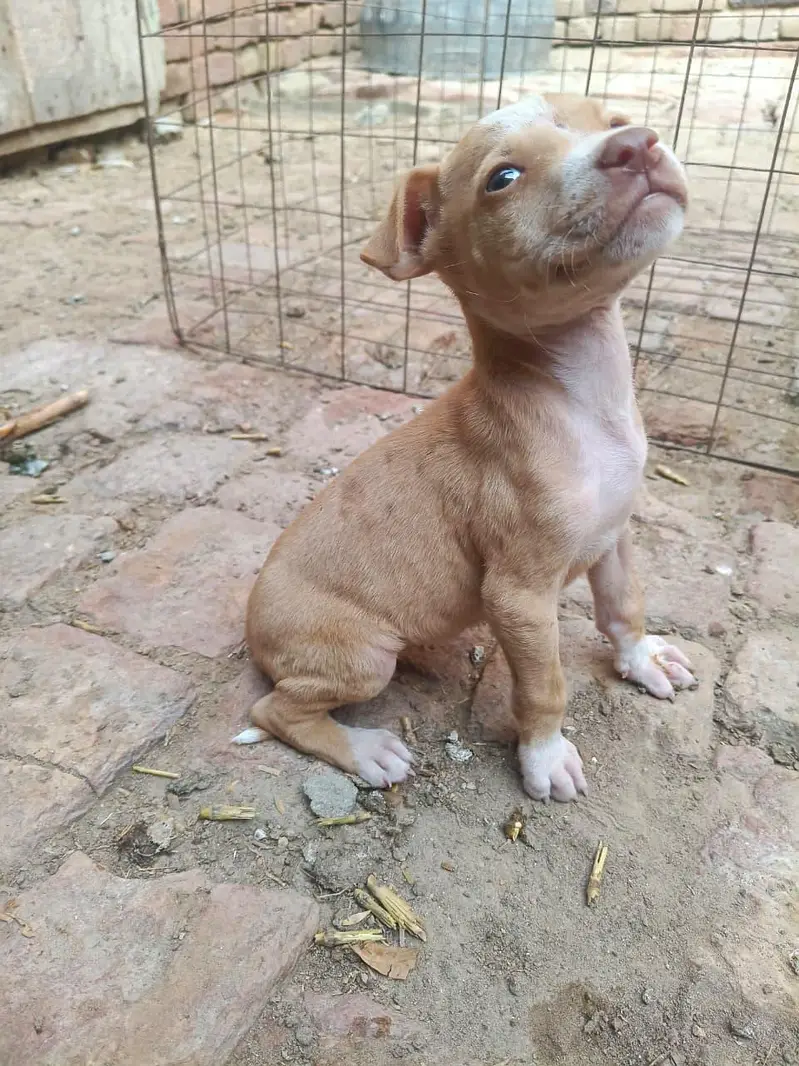 PURE GULTEAR FEMALE FOR SELL — photo 2