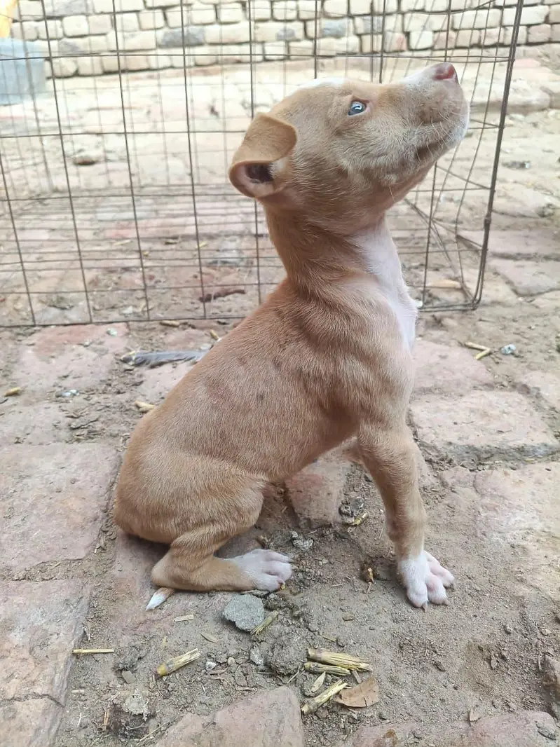 PURE GULTEAR FEMALE FOR SELL — photo 3