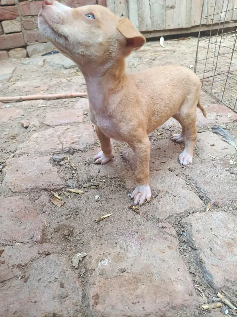 PURE GULTEAR FEMALE FOR SELL — photo 4