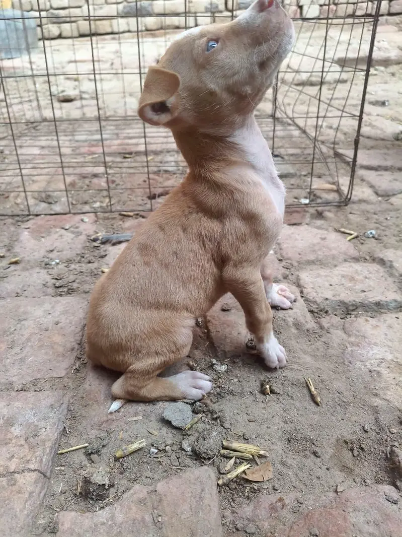 PURE GULTEAR FEMALE FOR SELL — photo 5